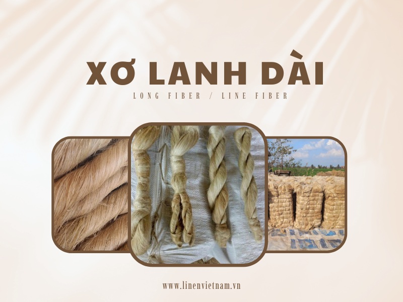 Xơ lanh dài – Tiêu chuẩn vàng của ngành Linen